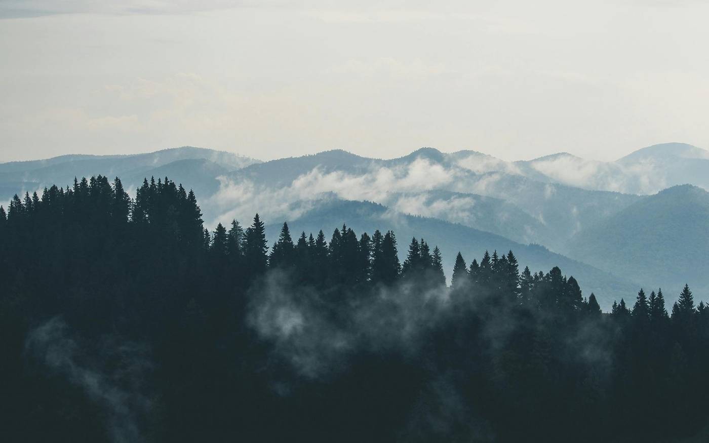 Mist drifting through evergreen forest ridges